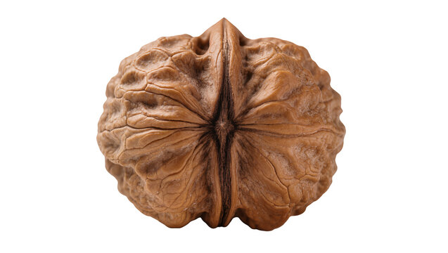 Isolated whole brown walnut with intricate shell texture, healthy omega-3 superfood snack