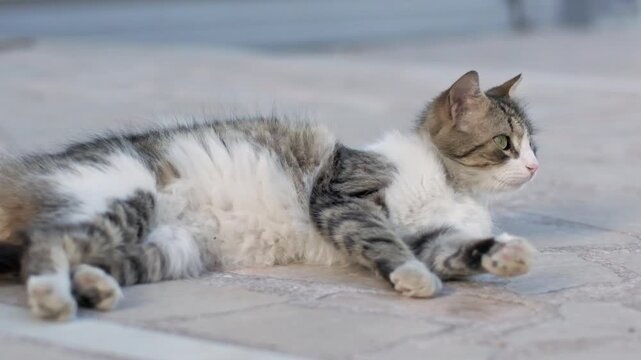 A beautiful close up and slow motion video capturing a cute stray tabby cat peacefully lying down on the ground outdoors, showcasing its beautiful fur texture and calm street life in Turkey.