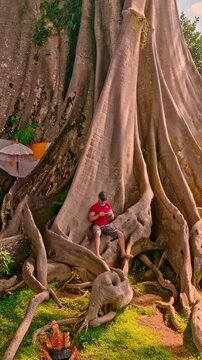 Travel people explore Bayan Ancient Tree Bali famous landmark and Popular Travel Destination Bali Indonesia 4K Aerial View