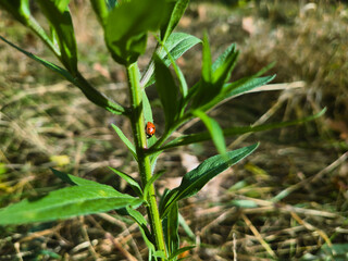 A detailed macro portrait of a tiny red ladybug resting on a vibrant green wild plant stem. Bright autumn sunlight highlights the insect against a softly blurred meadow background in Budapest. © Kata