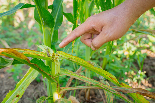 hand Farmer pointing at fall armyworm caterpillar on damaged corn leaf. Perfect for agriculture pest control, insect infestation, crop failure, and modern farming industry concepts.