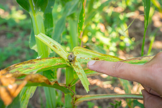 hand Farmer pointing at fall armyworm caterpillar on damaged corn leaf. Perfect for agriculture pest control, insect infestation, crop failure, and modern farming industry concepts.