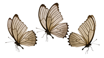 Isolated group of three delicate butterflies with detailed veined wings in natural poses © Ioana