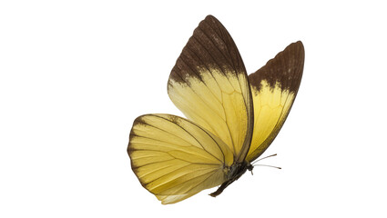 Isolated vibrant tropical butterfly displaying yellow wings and dark brown patterns © Ioana