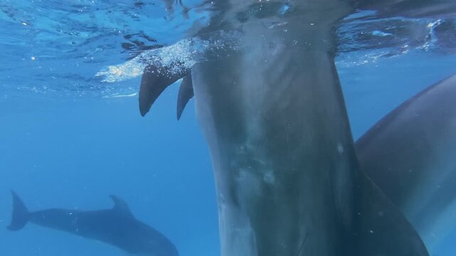 Slow motion - playful group of bottlenose dolphins frolics beneath surface of water. Close-up of pod of dolphins swimming in blue water beneath water`s surface.
