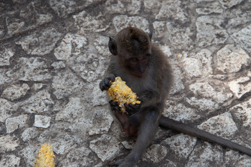 monkey in natural park © AnotherVijion
