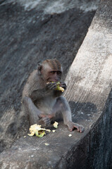 monkey in natural park © AnotherVijion