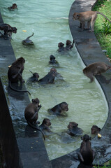 monkey in natural park © AnotherVijion