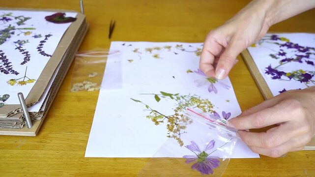 Hands transferring pressed wild mallow flower from herbarium sheet into storage bag with matching specimens. Depicts reference collection building, taxonomic grouping, and herbarium curation workflow.