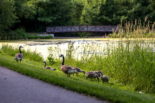 Canada geese lead a family of goslings along the edge of a pond at Althaus Park in Asbury, Iowa, USA