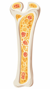Anatomical cross section of a human bone showing internal marrow structure.