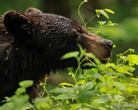 Adorable Black Bear Eating Greens 