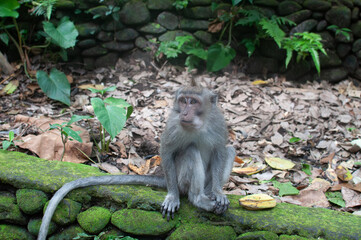 monkey in park © AnotherVijion