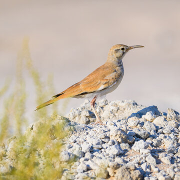 Greater hoopoe lark on the shore of Qatar at the beginning of the winter season. Selective focus