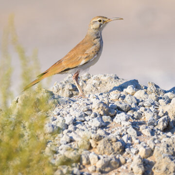 Greater hoopoe lark on the shore of Qatar at the beginning of the winter season. Selective focus