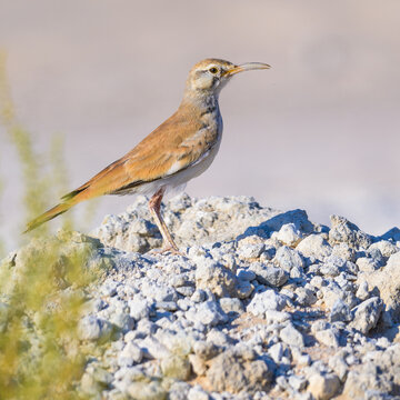 Greater hoopoe lark on the shore of Qatar at the beginning of the winter season. Selective focus