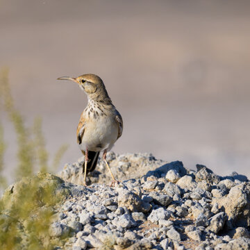 Greater hoopoe lark on the shore of Qatar at the beginning of the winter season. Selective focus
