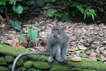 monkey in park © AnotherVijion