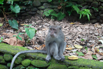 monkey in park © AnotherVijion