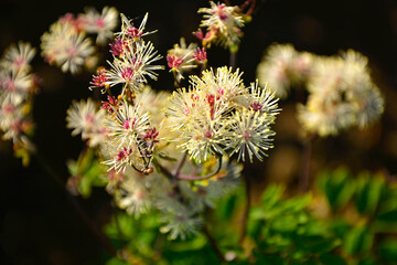 Rutewka orlikolistna (Thalictrum aquilegiifolium), kwitnąca rutewka na ciemnym tle, pierzaste kwiaty rutewki, Meadow rue or feathered columbine plant pink flower in feathery panicles  © kateej