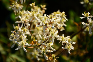 kwitnący powojnik prosty (Clematis recta), kwitnący powojnik rozmytym tle, klematis, powojnik botaniczny, the erect clematis, ground ground virgins © kateej
