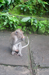 monkey in park © AnotherVijion