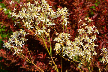 kwitnący powojnik prosty (Clematis recta), kwitnący powojnik na tle krzewu z czerwonymi liśćmi, powojnik botaniczny, the erect clematis, ground ground virgins © kateej