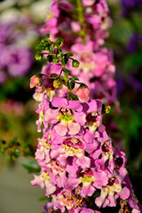 kwitnąca Angelonia, Angelonia angustifolia, lwia paszcza letnia, Vibrant pink Angelonia flowers blooming in a summer garden under sunlight.  © kateej