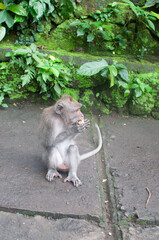 monkey in park © AnotherVijion