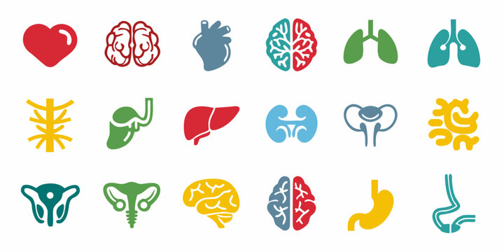 Collection Of Colorful Flat Body Organ Icons On White Background