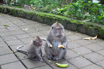monkey in park © AnotherVijion