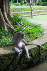 monkey in park © AnotherVijion