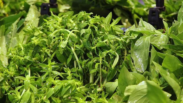 Close up of fresh green herbs sprayed with water in supermarket produce section. Natural leafy vegetables, grocery freshness, healthy food display and organic retail concept