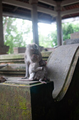 monkey in park © AnotherVijion