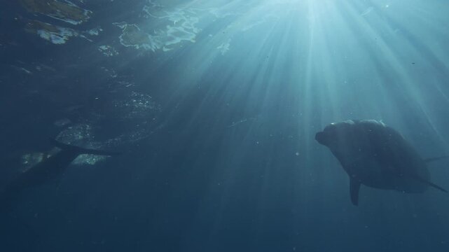 Backlit by sunshine - Pod of dolphins swims beneath surface in bright rays of dawn sun. Bottlenose dolphins swimming in dancing sunbeams of morning light. Silhouettes of dolphins against sunburst