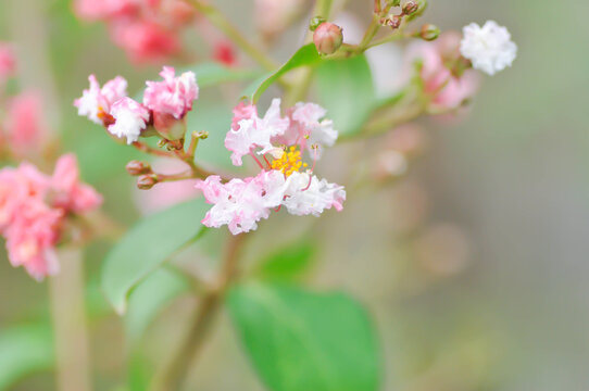 crape myrtle, crepe myrtle or Lagerstroemia floribunda Jack or Lagerstroemia sp or LYTHRACEAE or Thai crape myrtle or pink flower or pink and white flower