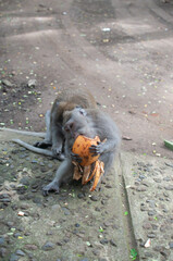 monkey in park © AnotherVijion