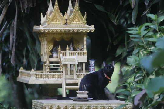 A black cat seen in a garden in Nakhon Sawan province, north of Bangkok, on July 10, 2026.
