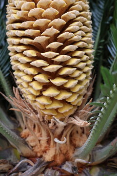 Male flower of a cycad