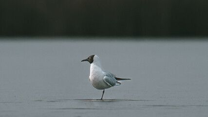 Mewa śmieszka (Chroicocephalus ridibundus) stojąca na jednej nodze na zamarzniętym lodzie w mroźny zimowy dzień. Ten elegancki ptak wodny odpoczywa na oblodzonej powierzchni © Kamil