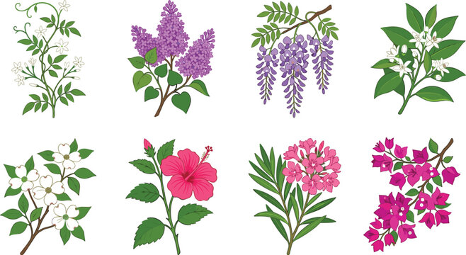 Flowering Plant Collection Featuring Jasmine, Lilac, Wisteria, Orange Blossom, Dogwood, Hibiscus, Oleander, and Bougainvillea for Botanical and Garden Design Concepts