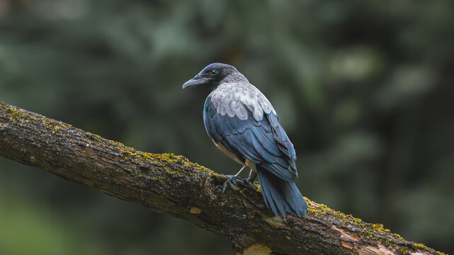 Kruk zwyczajny (Corvus corax) siedzący na gałęzi drzewa w cichym leśnym otoczeniu. Ten inteligentny czarny ptak został uchwycony w swoim naturalnym środowisku, w otoczeniu drzew i delikatnego, natural