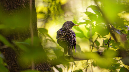 Szpak zwyczajny (Sturnus vulgaris) siedzi w lesie o złotej godzinie, oświetlony ciepłym światłem słonecznym przesączającym się przez drzewa. © Kamil