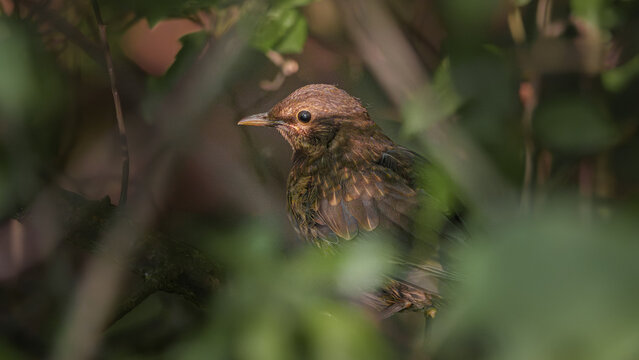 Młody kos (Turdus merula) ukryty wśr&oacute;d zielonych liści gęstych krzew&oacute;w. Młody ptak o miękkim, brązowym upierzeniu odpoczywa w swoim naturalnym środowisku, otoczony bujną roślinnością