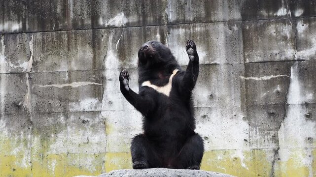 飛騨高山の奥飛騨にあるクマ牧場にいる可愛い熊の様子