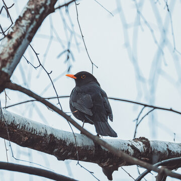 Kos zwyczajny (Turdus merula) siedzący na delikatnej gałęzi białej brzozy. Ciemne upierzenie ptaka pięknie kontrastuje z jasną korą brzozy, tworząc spokojną, leśną scenerię.