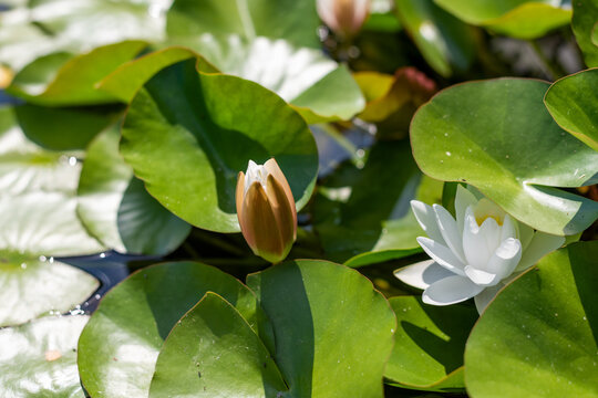 Blooming white water lily with flower bud in backlight
