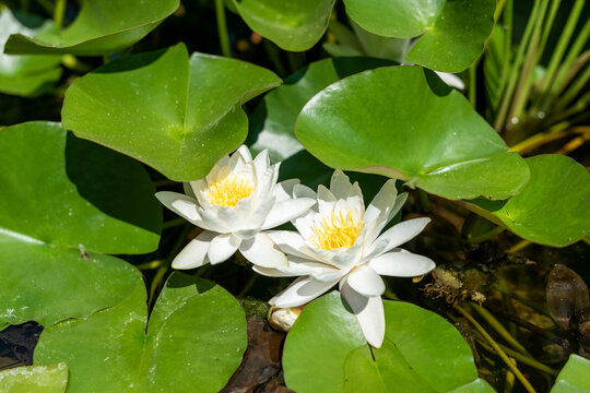 Close-up of two blooming white water lilies