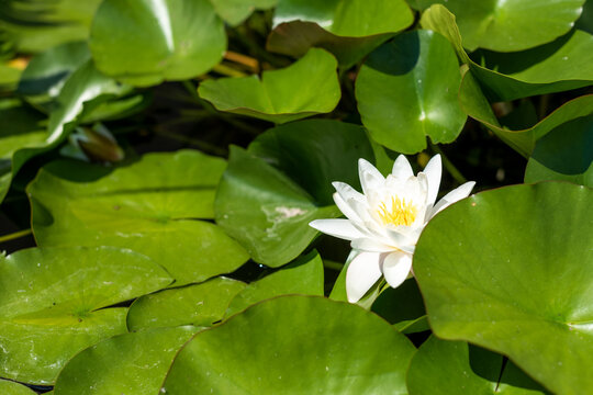 Single white water lily among floating green leaves