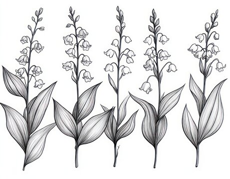 Five delicate hand-drawn lily of the valley stems with bell-shaped blossoms and broad leaves, elegant monochrome botanical sketch conveying calm and grace